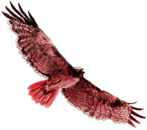 red-tail hawk